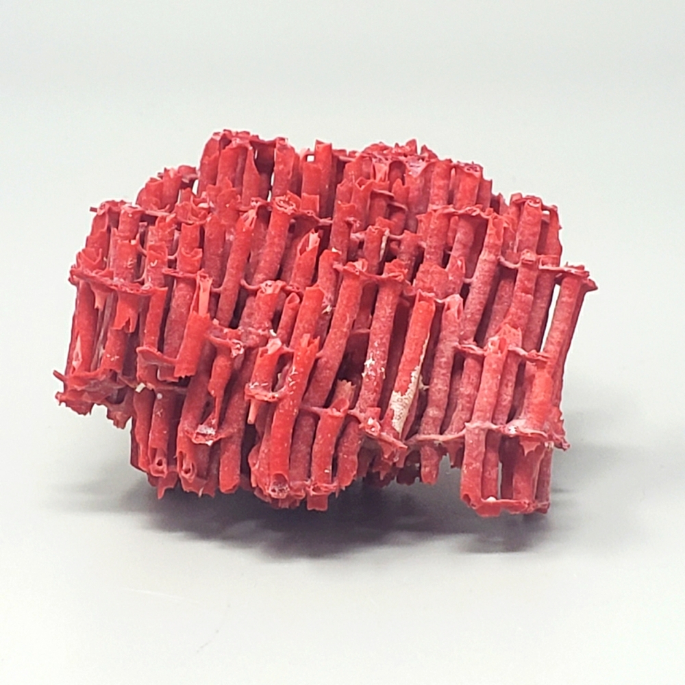 Natural Red Coral Reef
